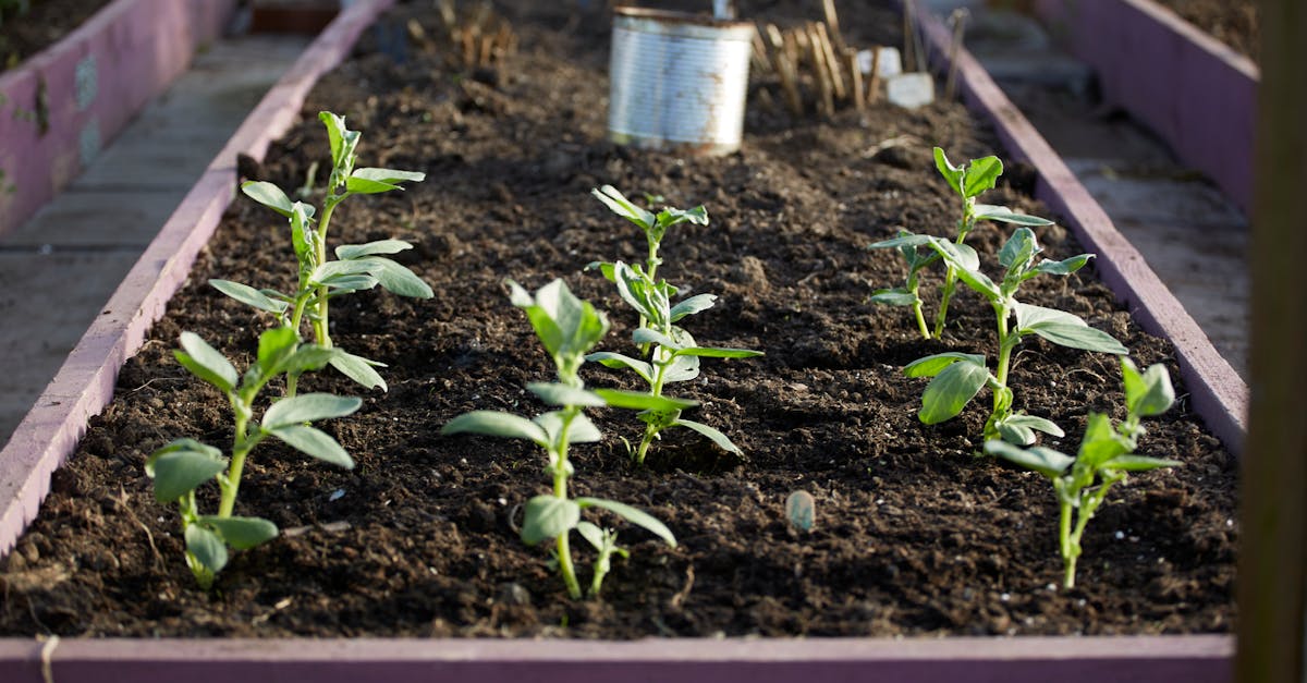 organic vegetable garden raised beds